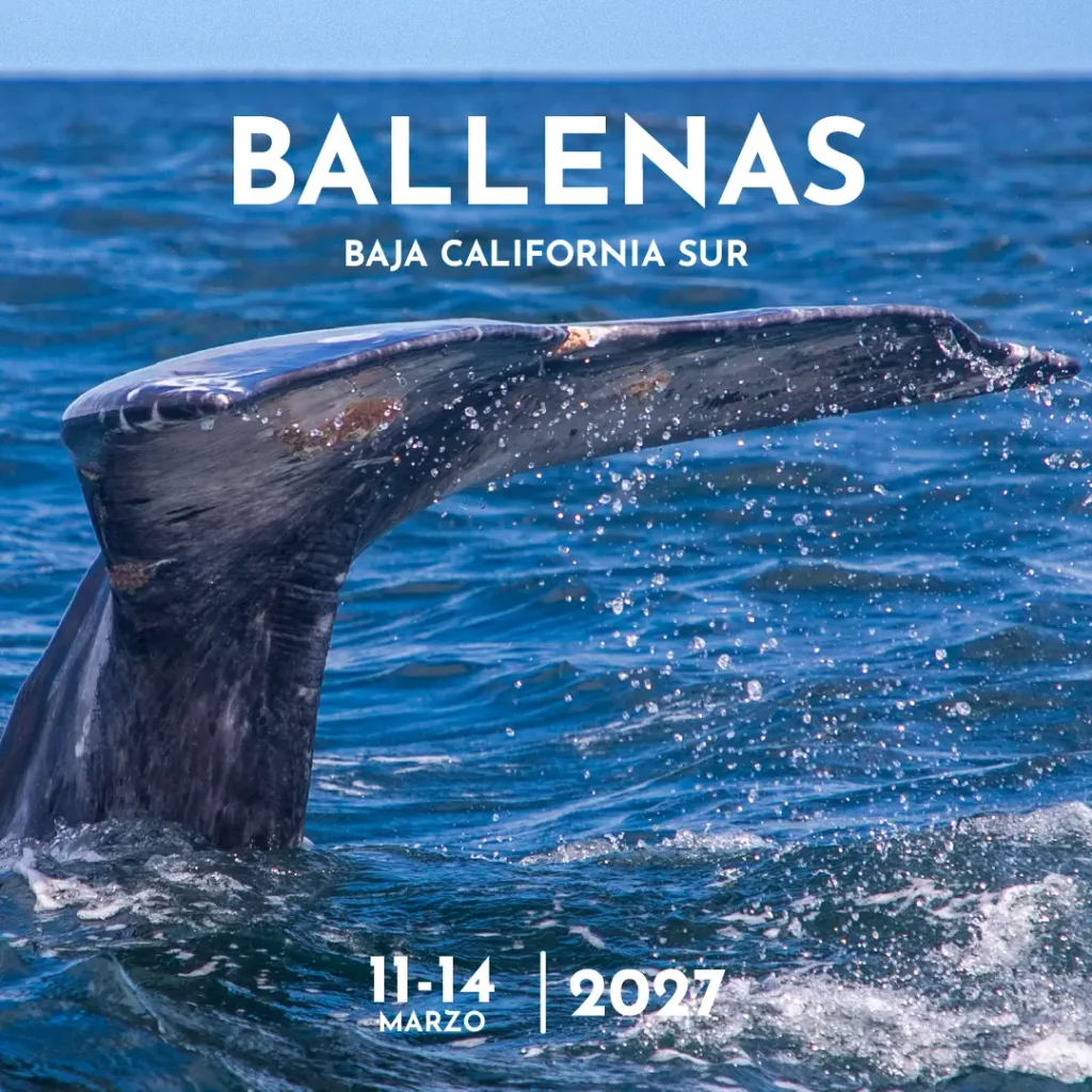 Campamento Fotográfico “De Ballenas, Islas y Astros” Baja California Sur