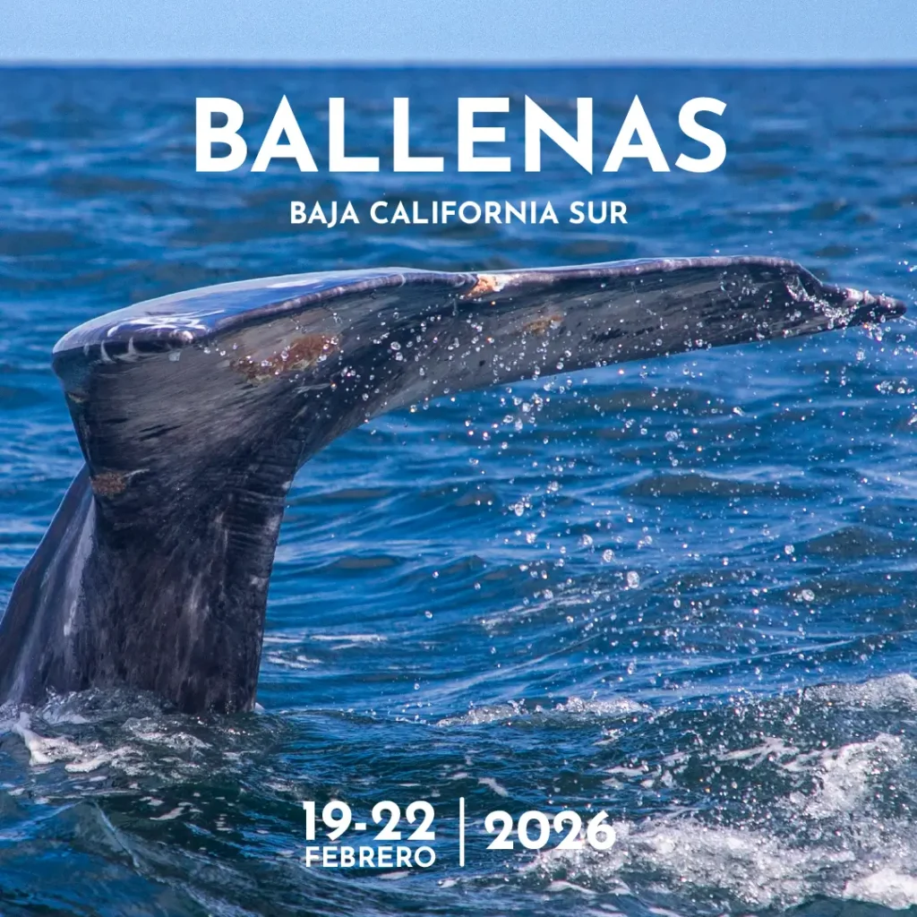 Campamento Fotográfico “De Ballenas, Islas y Astros” Baja California Sur