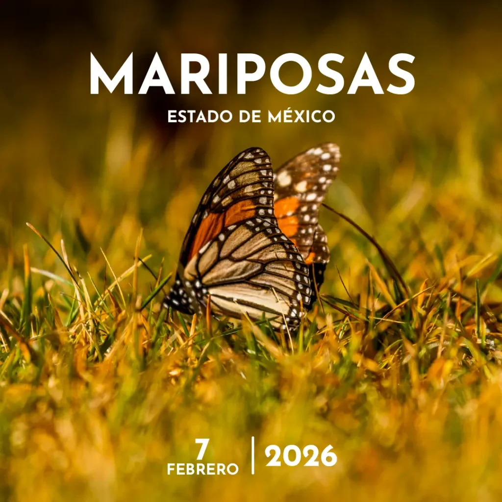Práctica Fotográfica Mariposas Monarca