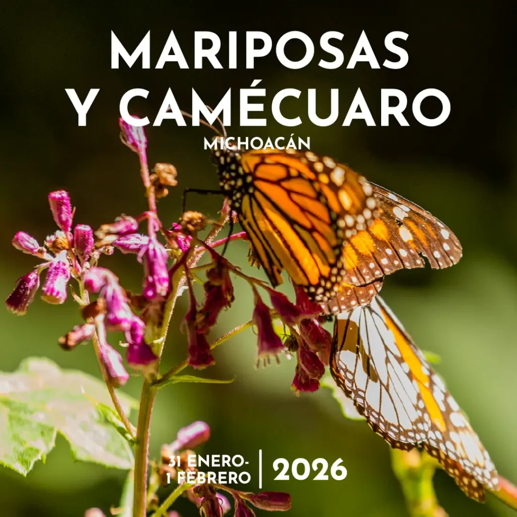 Experiencia Fotográfica Mariposas Monarca y Lago de Camécuaro. Michoacán